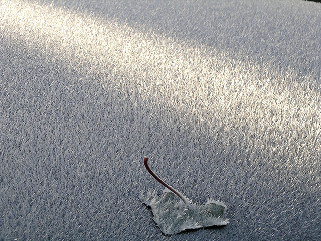 Your Pictures - Frost: frosted leaf on icy background