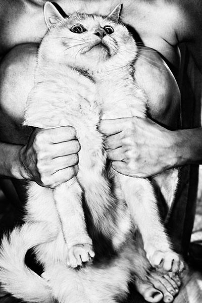 Veins: Jacob Aue Sobol 