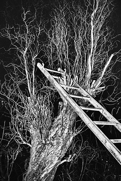 Veins: Jacob Aue Sobol 