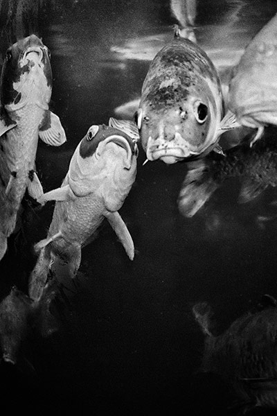 Veins: Anders Petersen 