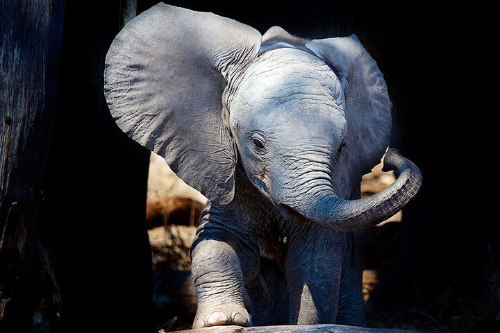 Picture Editor Awards: Baby Elephant