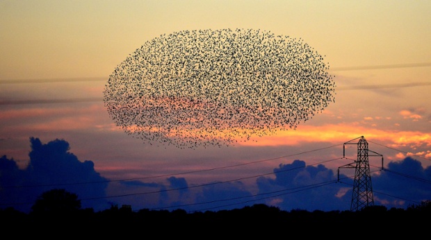 A murmuration of starlings are a fascinating spectacle at sunset near Gretna on the Scottish borders.