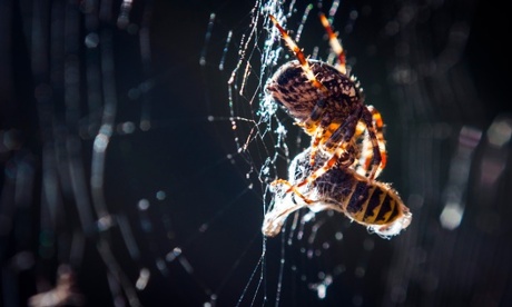 Spider eating a delicious wasp