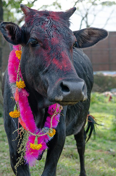 GW-Diwali: Cow wearing a tikka and flower necklace