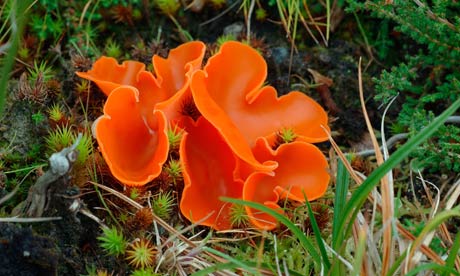 http://static.guim.co.uk/sys-images/Guardian/Pix/pictures/2013/11/5/1383658762610/Orange-peel-fungus-008.jpg