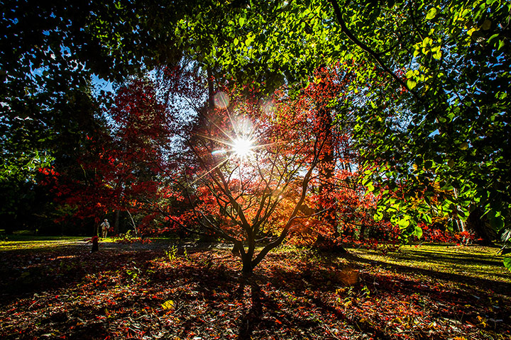 Autumn colours: Sun peers through tree branches
