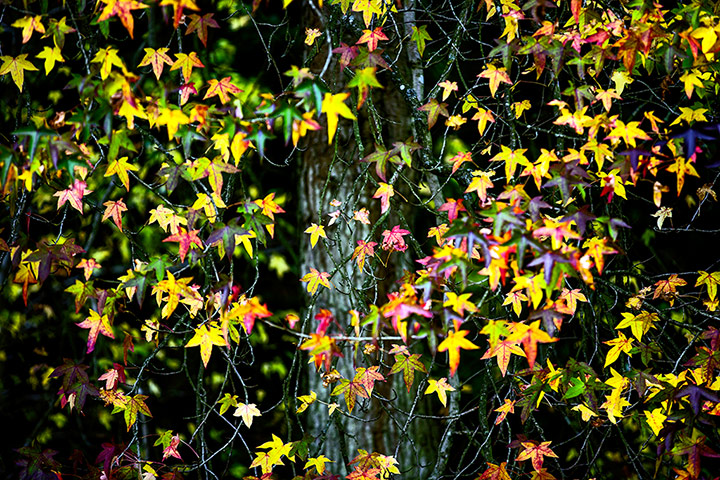 Autumn colours: Maple leaves