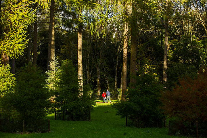 Autumn colours: Couple walk through forest