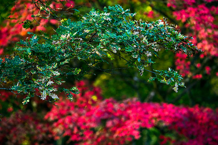 Autumn colours: Green oak leaves