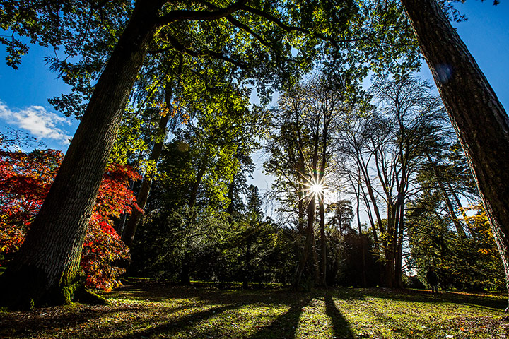 Autumn colours: The sun lights up a clearing