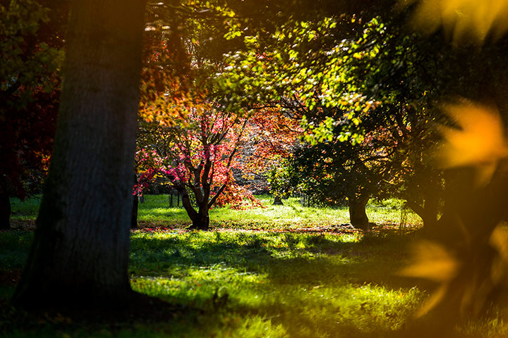 Autumn colours: Various tree species