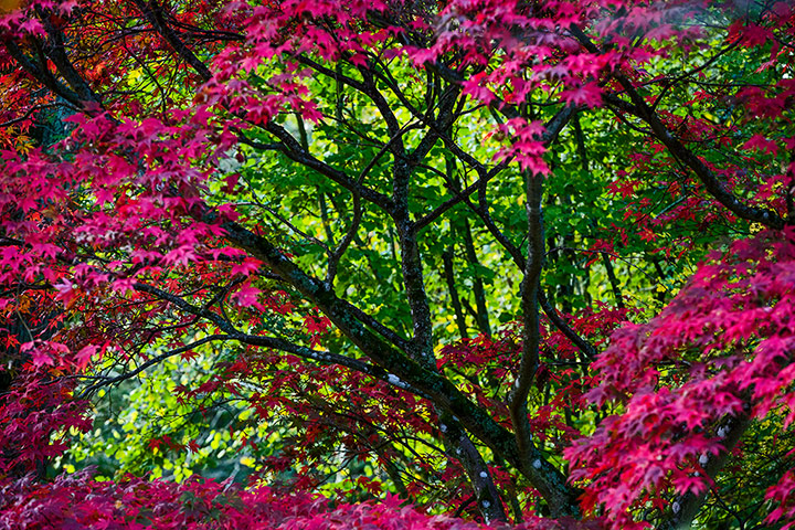 Autumn colours: Maple leaf border