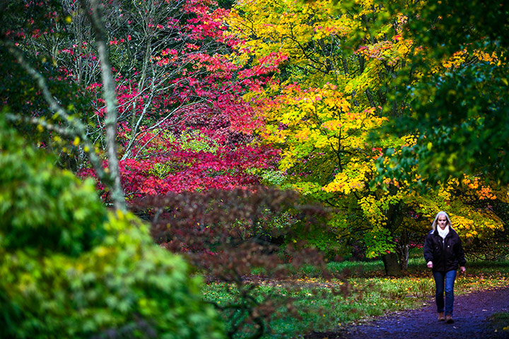 Autumn colours: Woman walks along path
