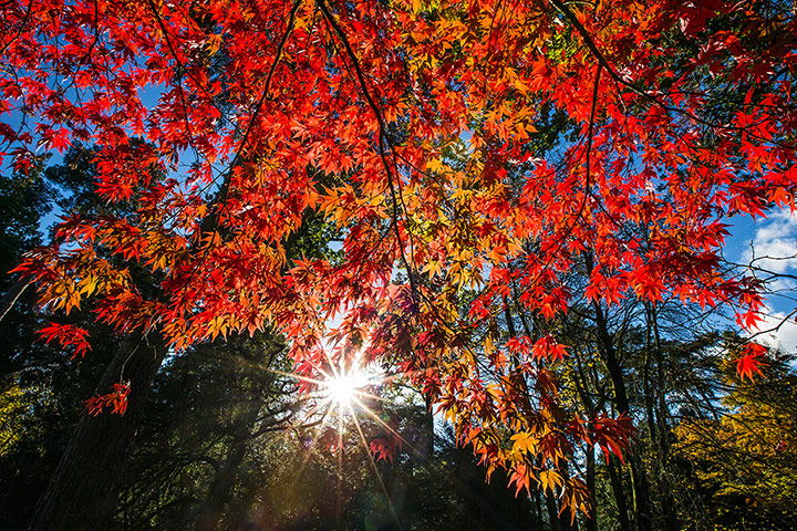 Autumn colours: Sunlight illuminates maple leaves