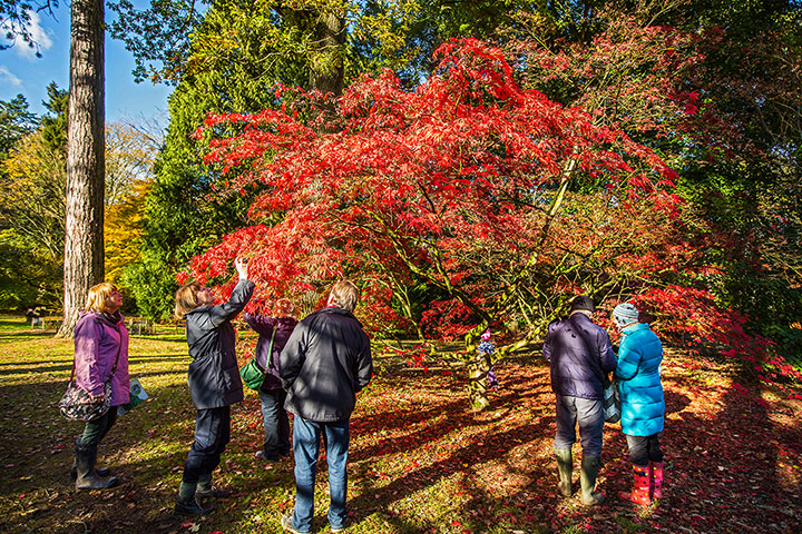 Autumn colours: People photograph a maple tree