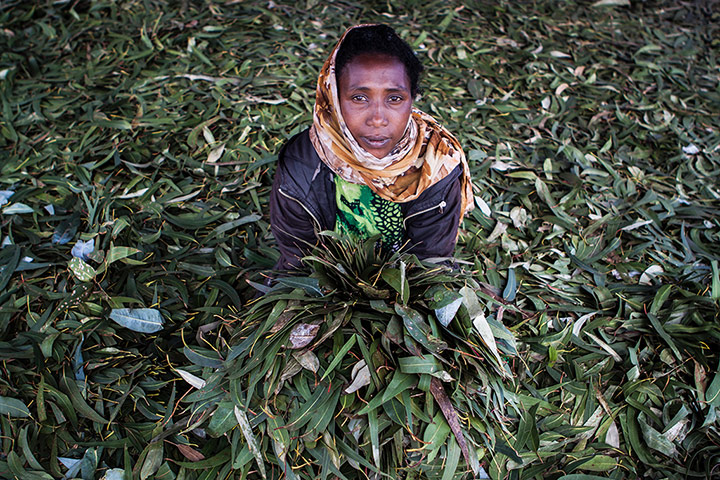 International Journalism: Woman sitting among eucalyptus leaves