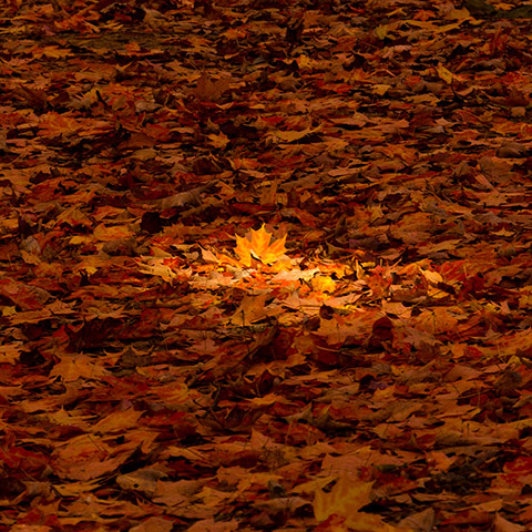 Your Pictures - Glow: leaves on ground 