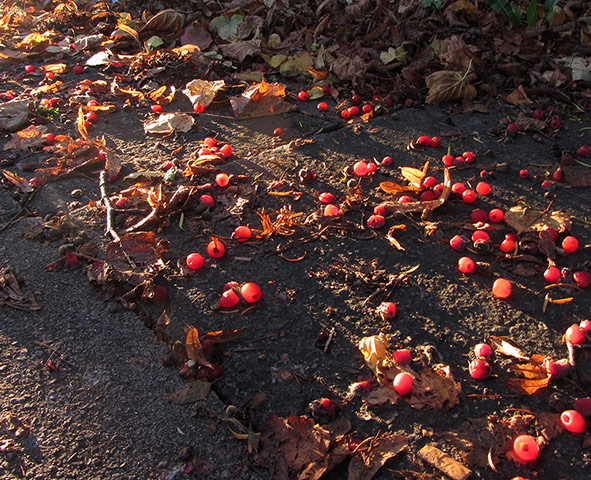 Your Pictures - Glow: berries on ground