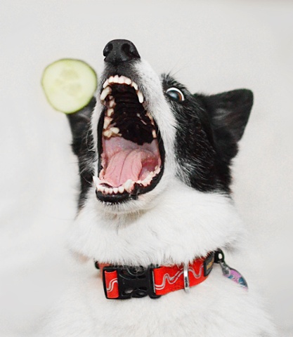 Jazzy, the border collie.