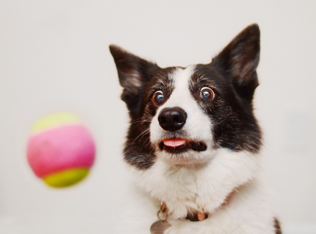 Jazzy, the border collie.