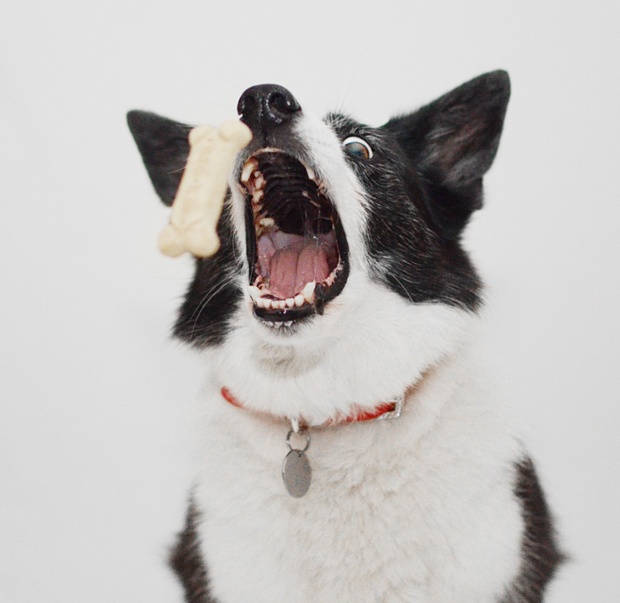 Jazzy, the border collie.