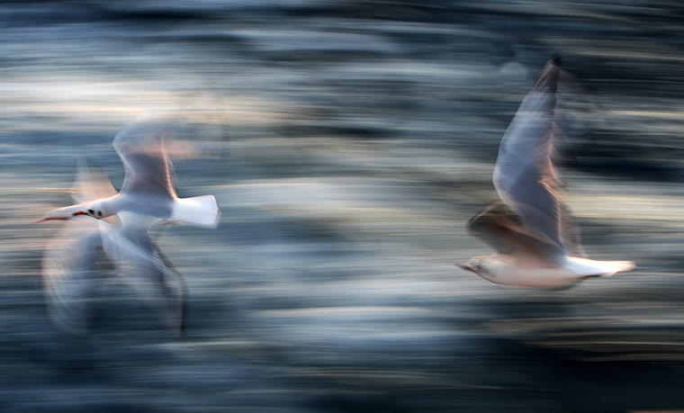 Week in wildlife: Week in wildlife