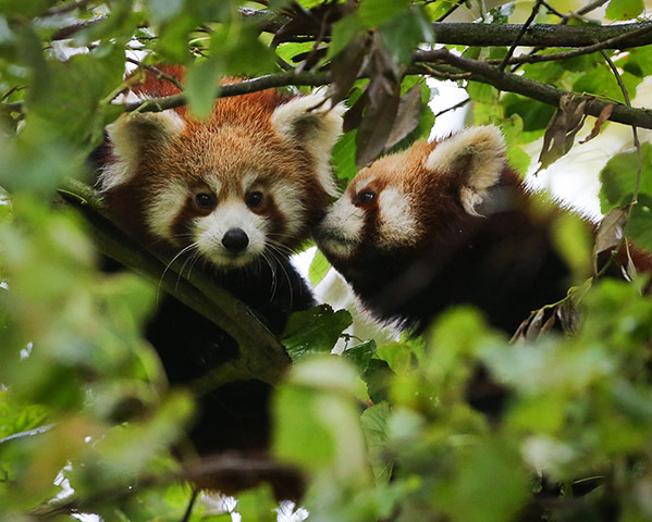 Week in wildlife: Red Panda cubs