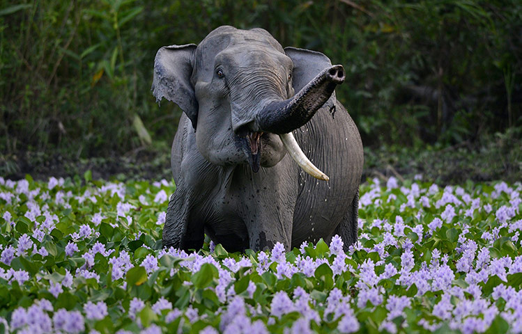 Week in wildlife: Week in wildlife