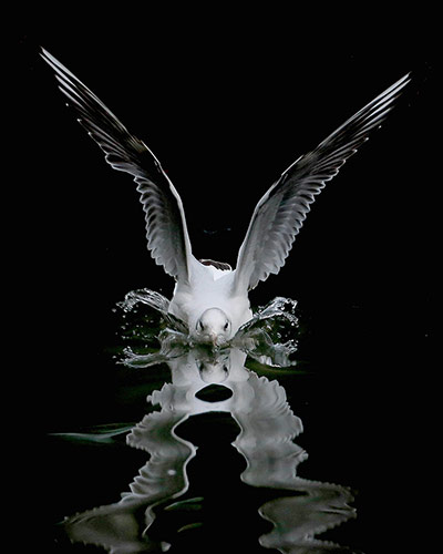 Week in wildlife: Week in wildlife