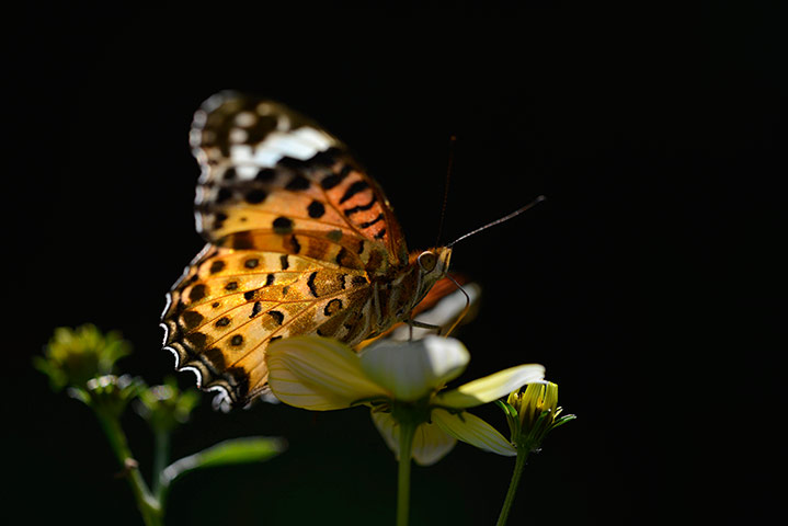 Week in wildlife: Week in wildlife