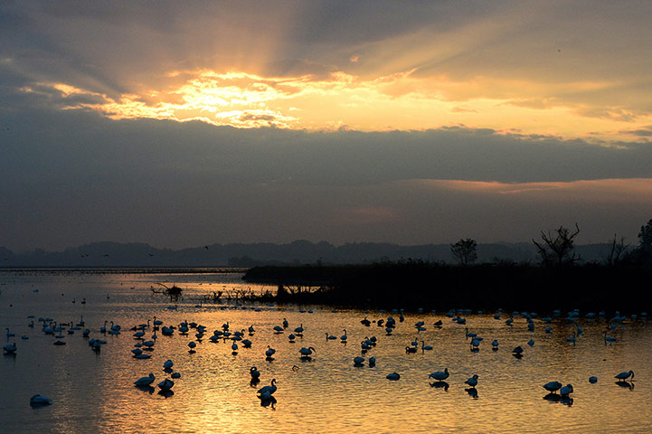 Week in wildlife: Week in wildlife