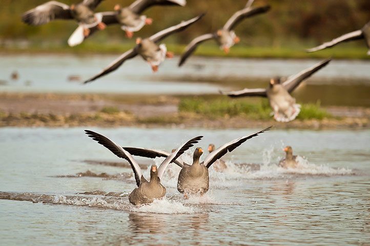Week in wildlife: Week in wildlife