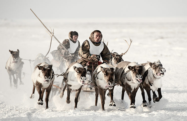 Nenets, Disappearing Lives