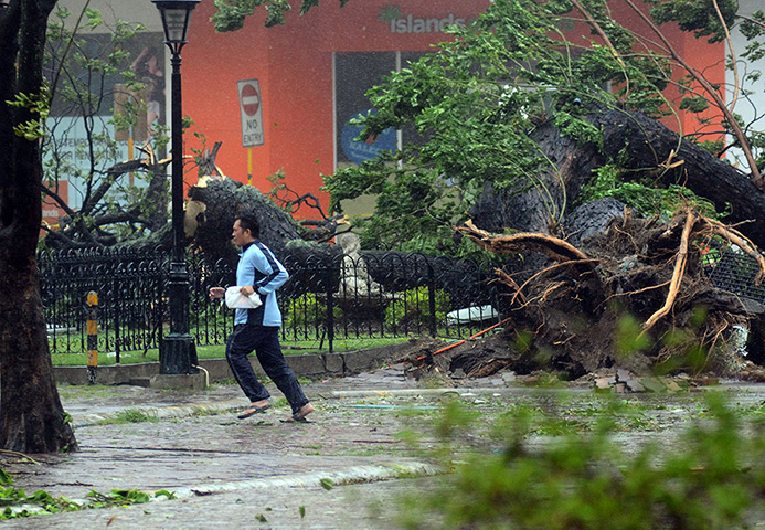 Typhoon: A resident runs past an uprooted tree amidst strong winds as Typhoon Haiyan