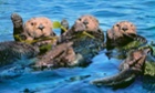 raft of sea otters
