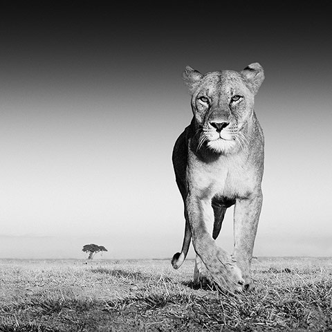 David Yarrow Encounter: Lioness