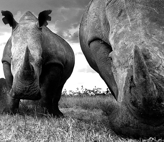 David Yarrow Encounter: Rhinos