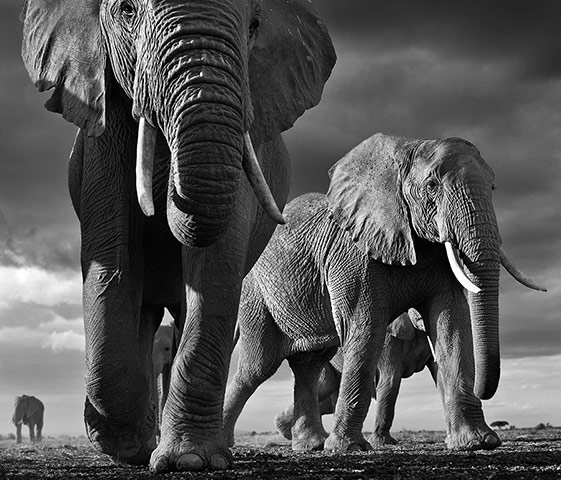 David Yarrow Encounter: Elephants