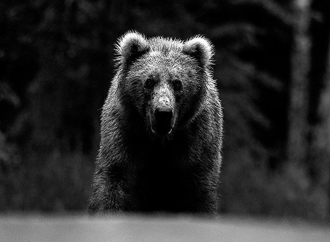David Yarrow Encounter: Grizzly bear