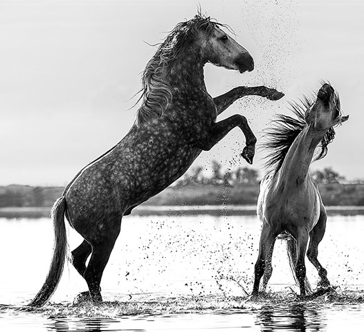 David Yarrow Encounter: Horses