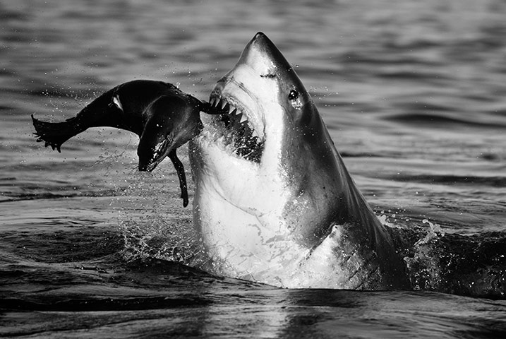 David Yarrow Encounter: Shark