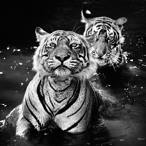 David Yarrow Encounter: Bengal tigers