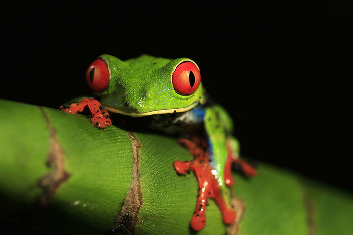 Week in wildlife: Arboreal frog