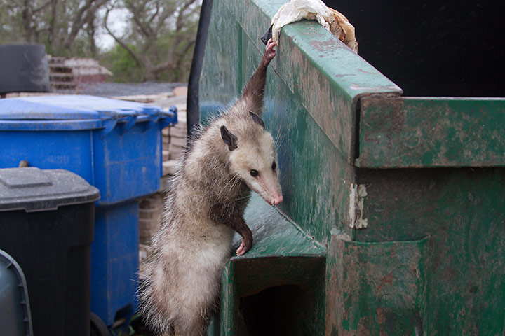 Week in wildlife: Opossum plays dead