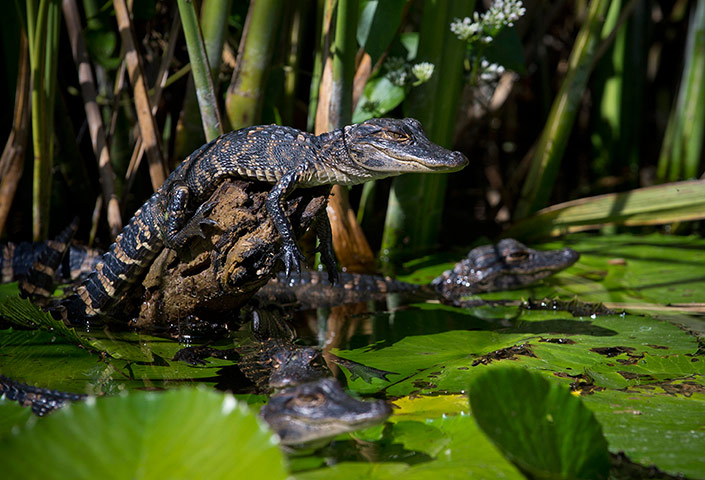 Week in wildlife: Young American alligators