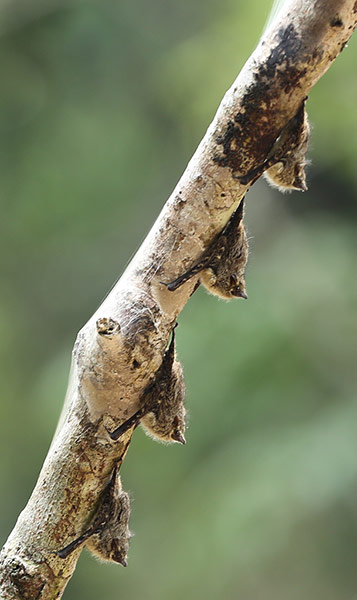 Week in wildlife: Four bats rest on a branch