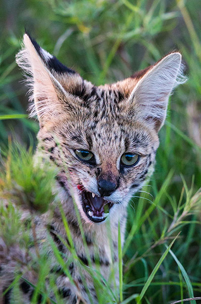 Week in wildlife: Serval kitten yawns