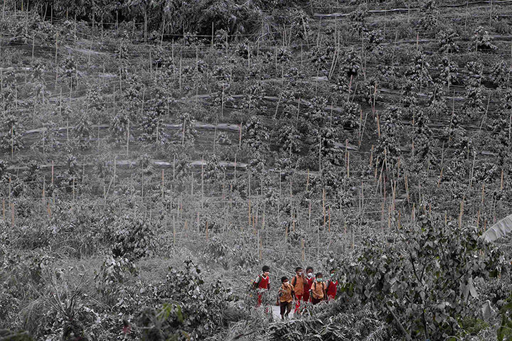 20 Photos: Students walks between chilli trees covered by ash from Sinabung Mount