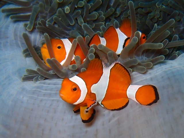 clownfish swimming in reef
