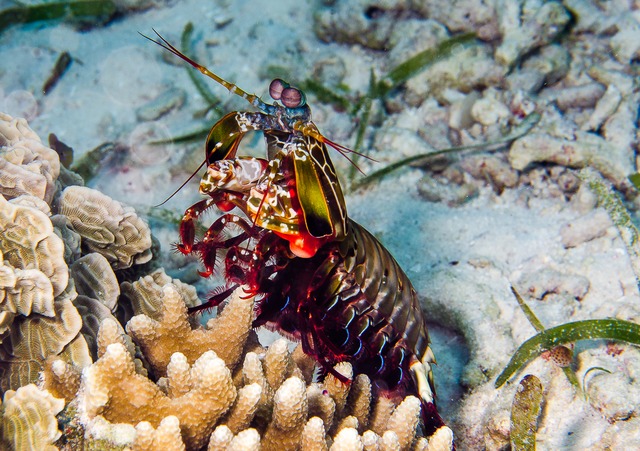brightly coloured mantis shrimp in water